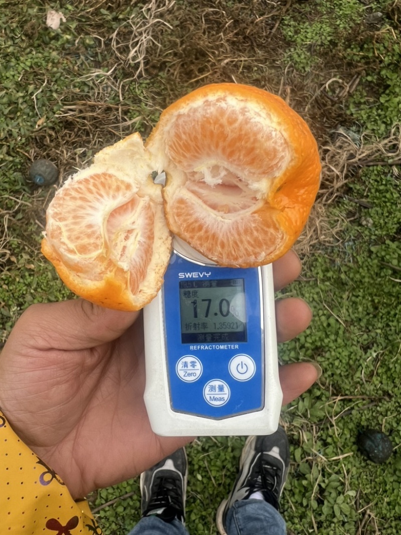 四川耙耙柑大量上市，统果，高次果，小果各种规格供应