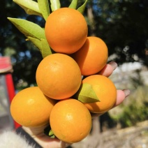 大凉山脆蜜金橘，脆蜜金柑大量上市，本人有园子可以直采