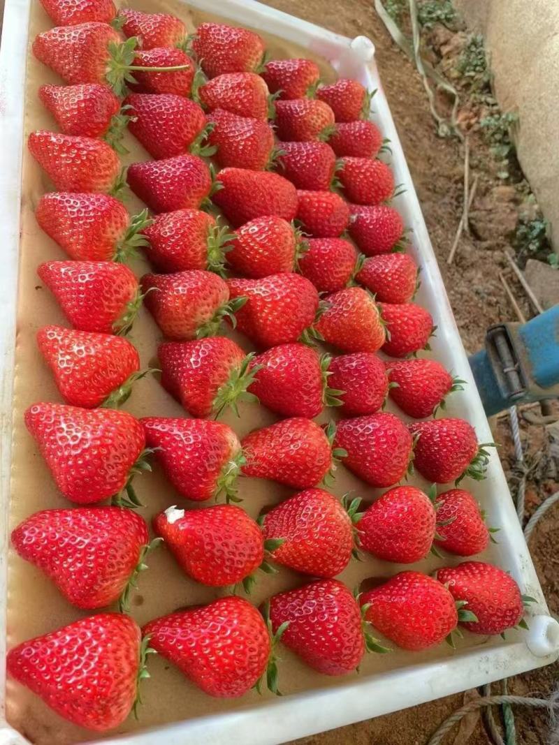 丹东草莓红颜草莓产地直发货源充足可视频看货欢迎下单