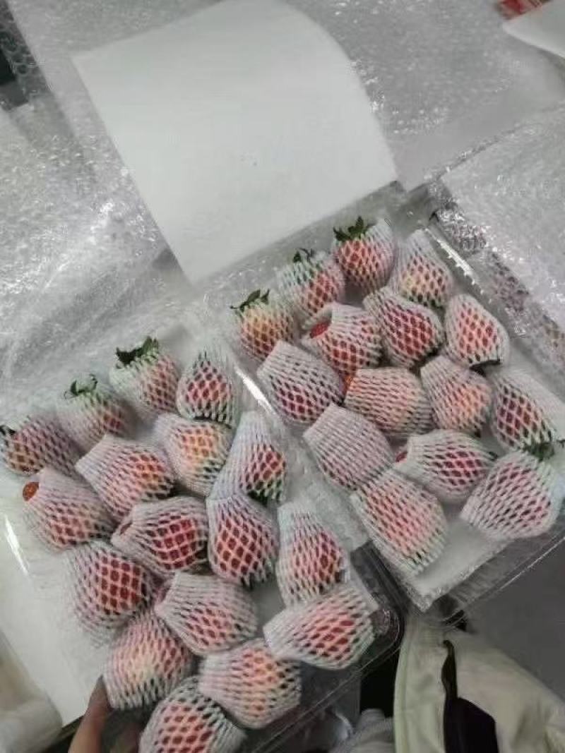丹东草莓红颜草莓一手货源产地直发货源充足可视频看货