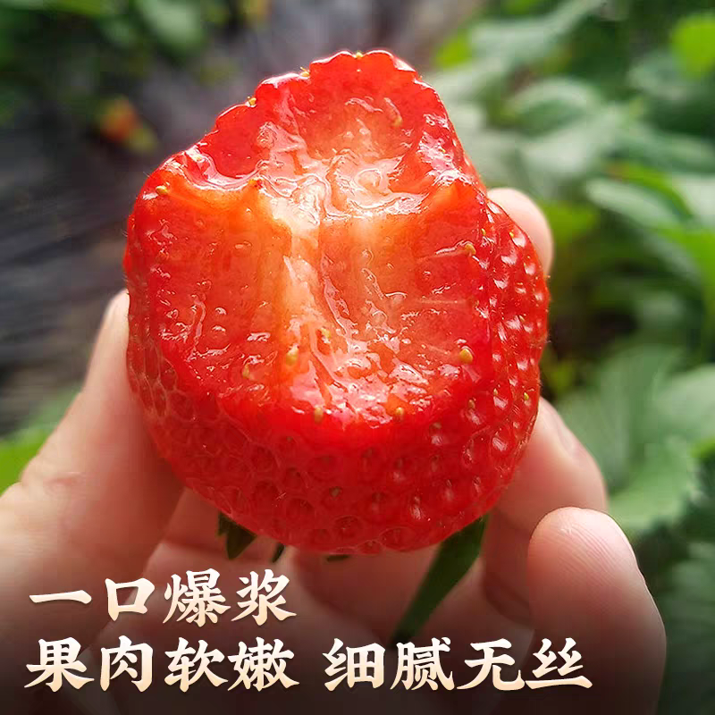 丹东红颜草莓九九草莓产地直发货源充足对接商标电商批发