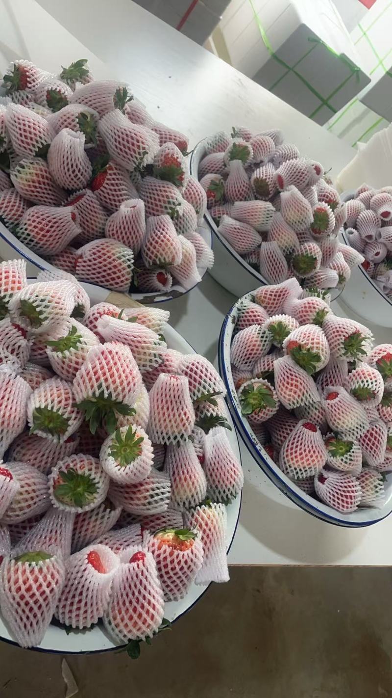 丹东红颜草莓九九草莓产地直发货源充足对接商标电商批发