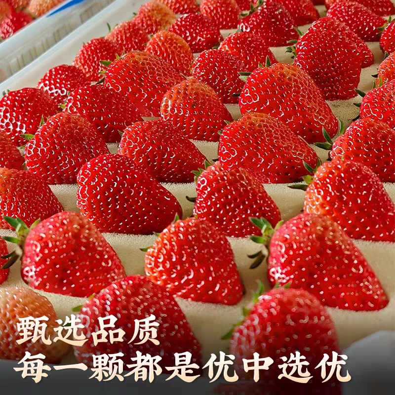 丹东红颜草莓九九草莓产地直发货源充足对接商标电商批发