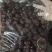 炒红枣茶焦枣茶烤糊枣养生茶手工铁锅炒熟大枣茶泡水茶黑枣茶