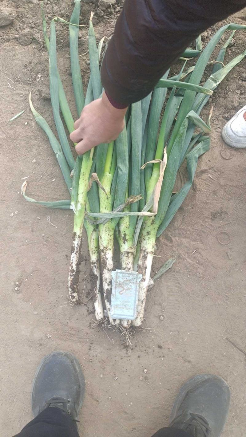 山东平度优质铁杆大葱大量上市，干大葱咱是专业的。