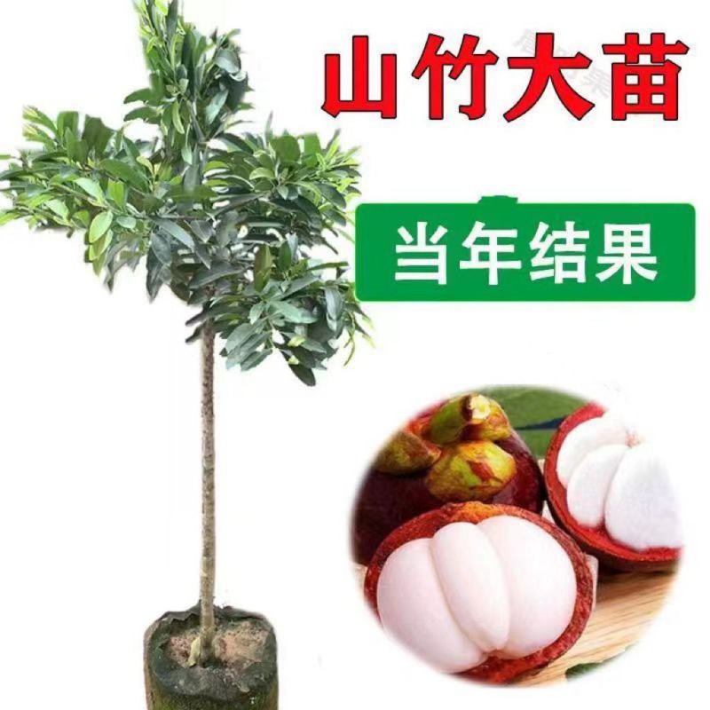 新品种无籽山竹苗当年结果泰国山竹带叶带土杯发货南北方可以