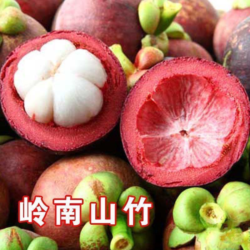 新品种无籽山竹苗当年结果泰国山竹带叶带土杯发货南北方可以