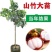 新品种无籽山竹苗当年结果泰国山竹带叶带土杯发货南北方可以