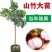 新品种无籽山竹苗当年结果泰国山竹带叶带土杯发货南北方可以
