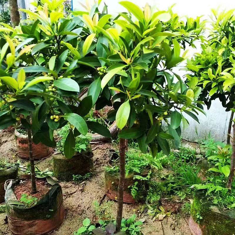 新品种无籽山竹苗当年结果泰国山竹带叶带土杯发货南北方可以