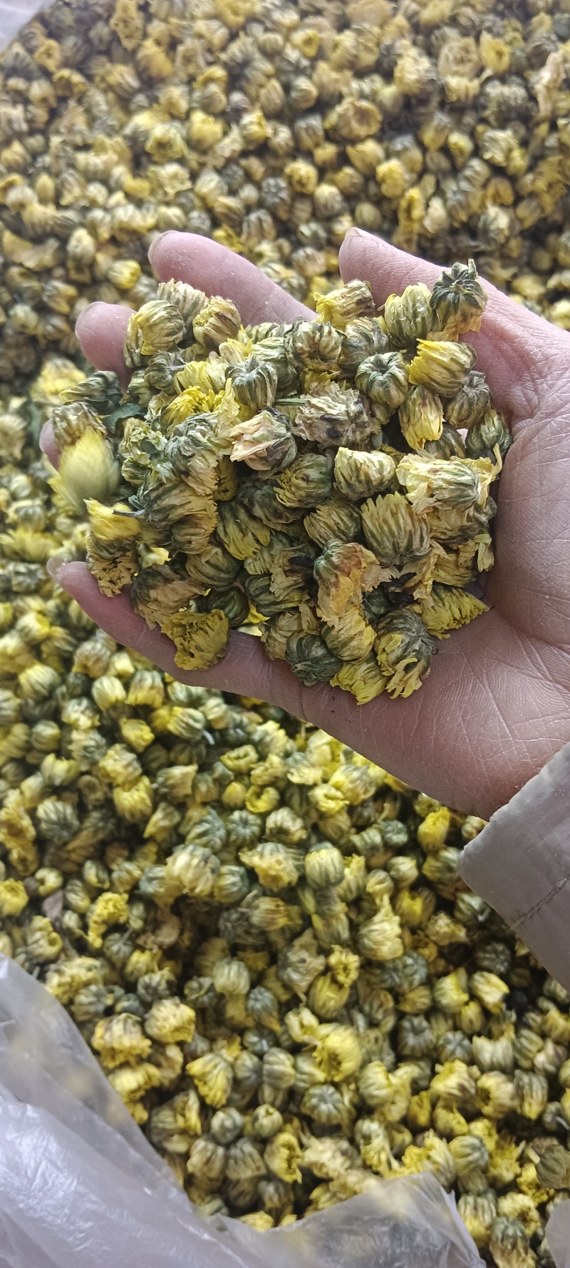 胎菊，胎米，