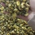 胎菊，胎米，