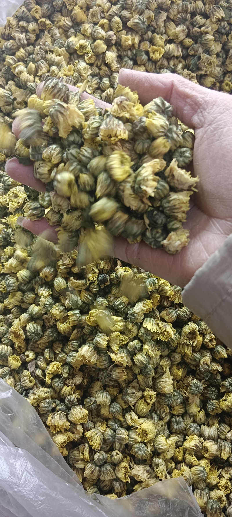 胎菊，胎米，