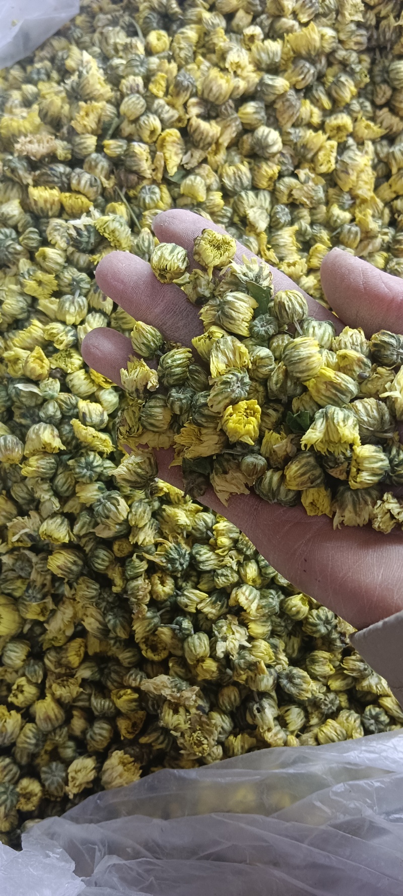 胎菊，胎米，