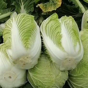 大白菜