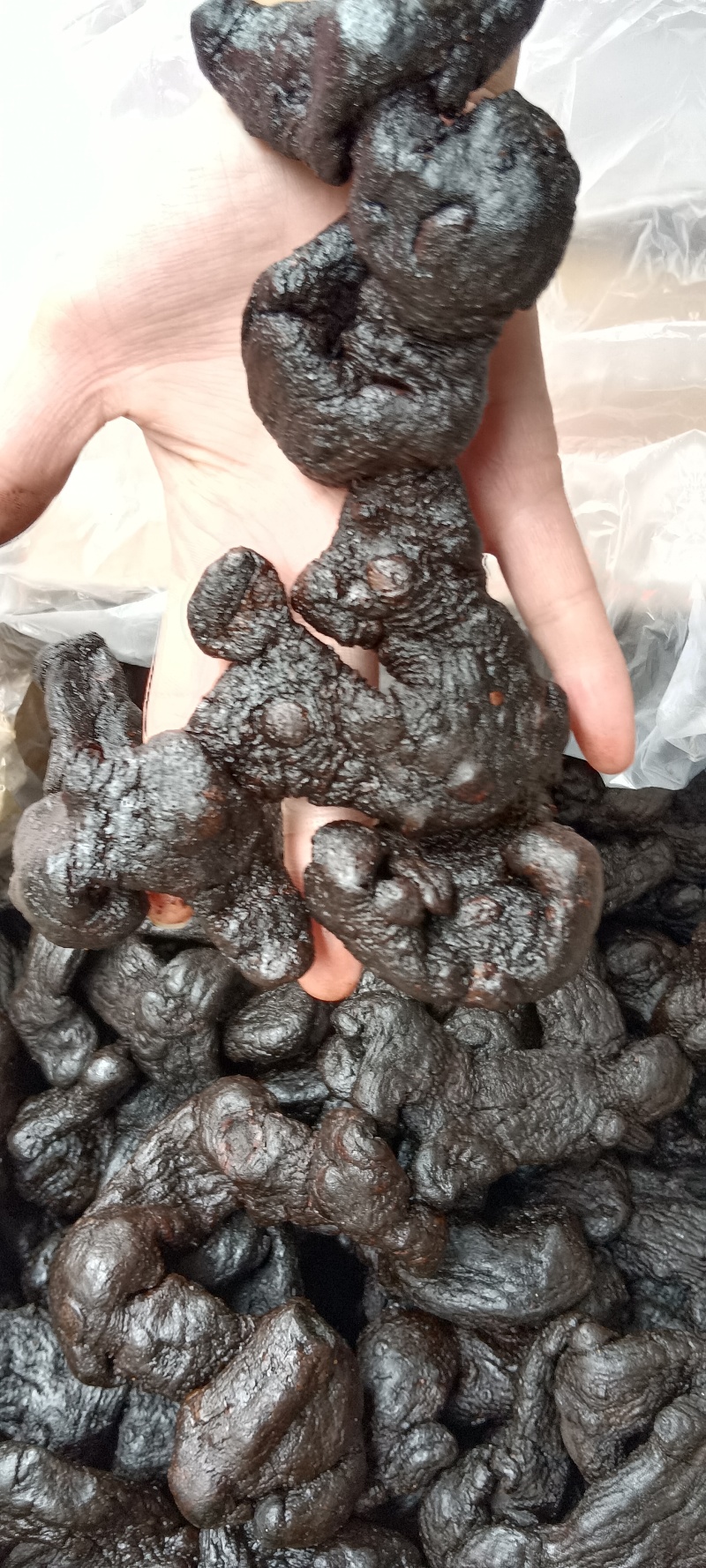 姜黄精，多花黄精