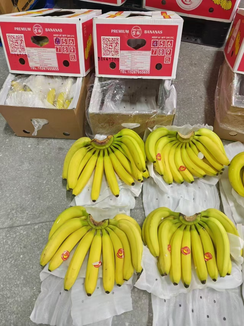 进口香蕉菲利宾越南生蕉，熟蕉价格优势比较大适合批发商超供