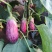 花茄