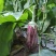 花茄