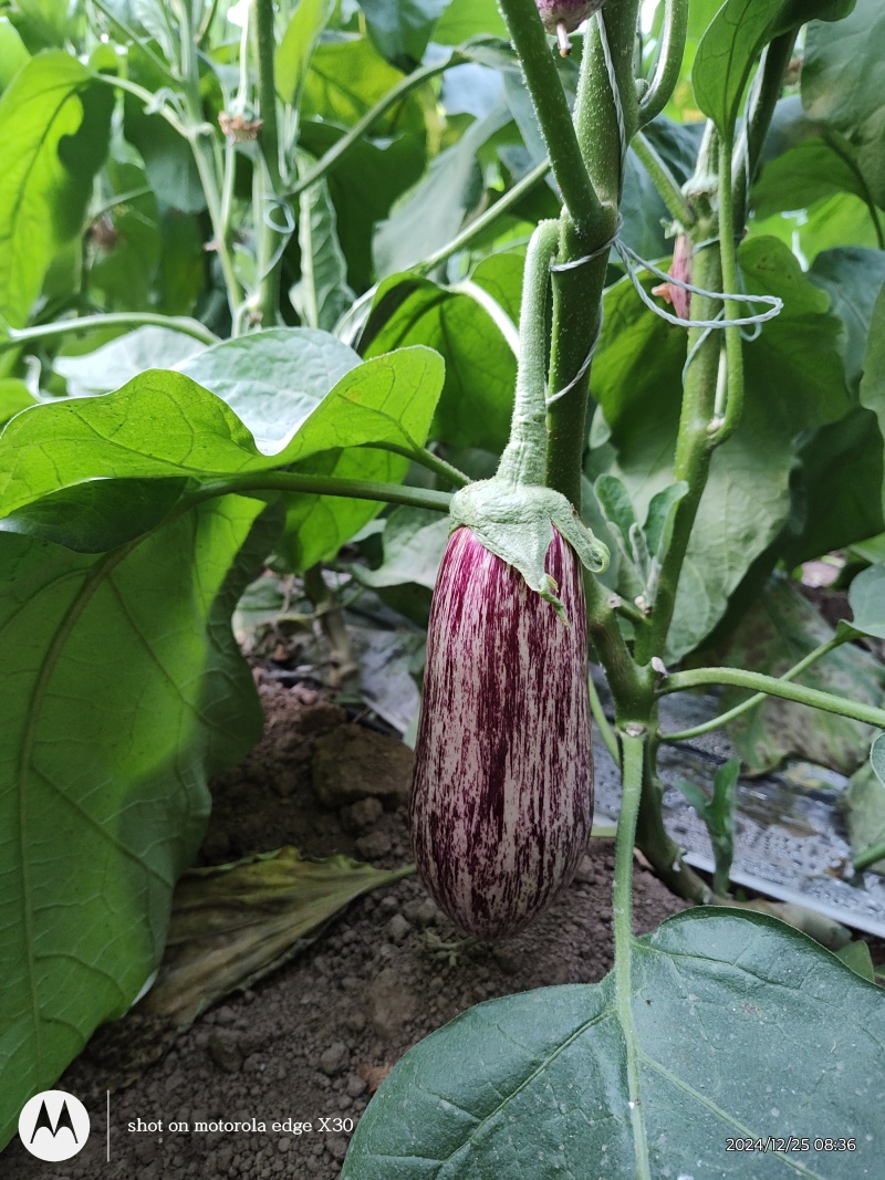 花茄