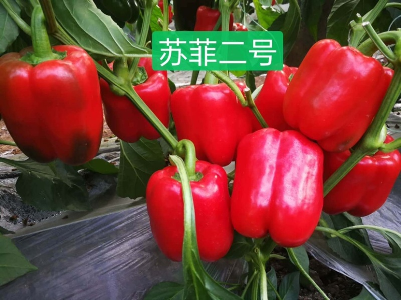 红甜椒苗五彩甜椒苗黄甜椒方椒苗红彩椒苗