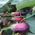 花茄