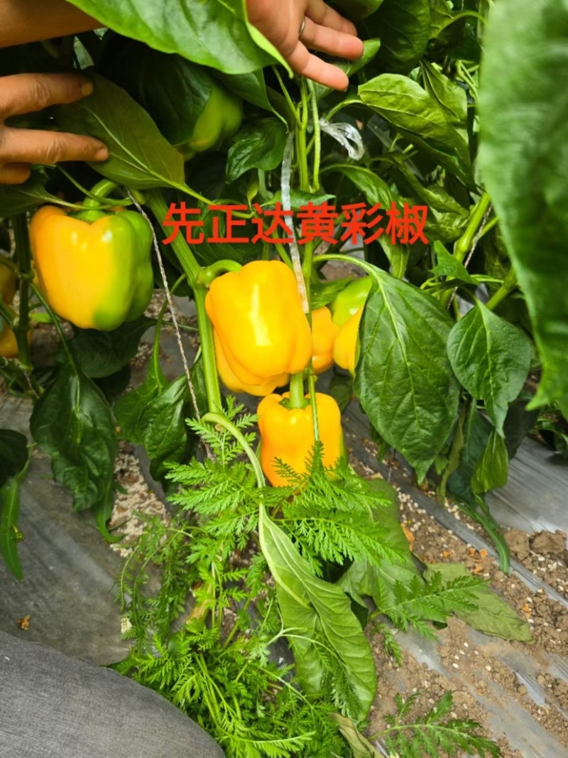 红甜椒苗五彩甜椒苗黄甜椒方椒苗红彩椒苗