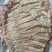 【熟牛肉】熟牛肋条（餐饮饭店）