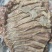 【熟牛肉】熟牛肋条（餐饮饭店）
