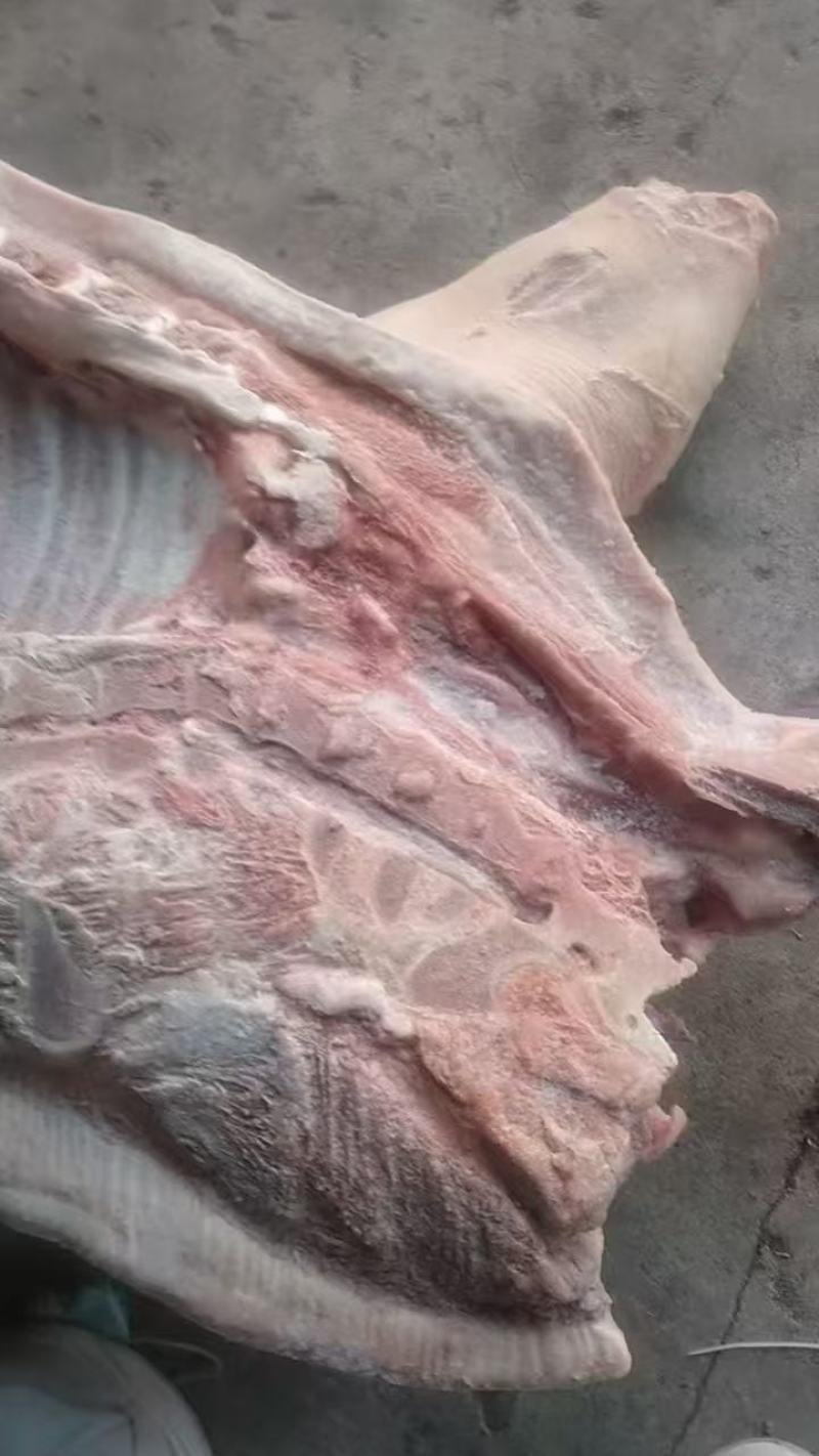 70-80片膘猪白条