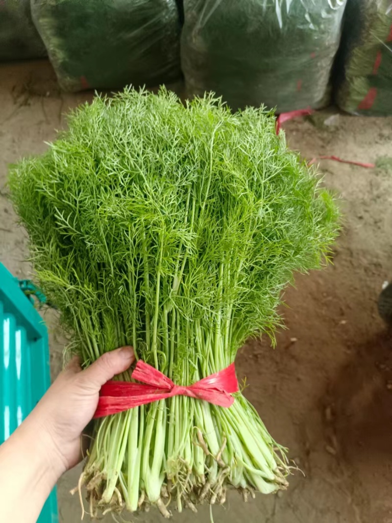 茴香苗有需要的可以联系我有市场货有电商货
