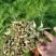 茴香苗有需要的可以联系我有市场货有电商货