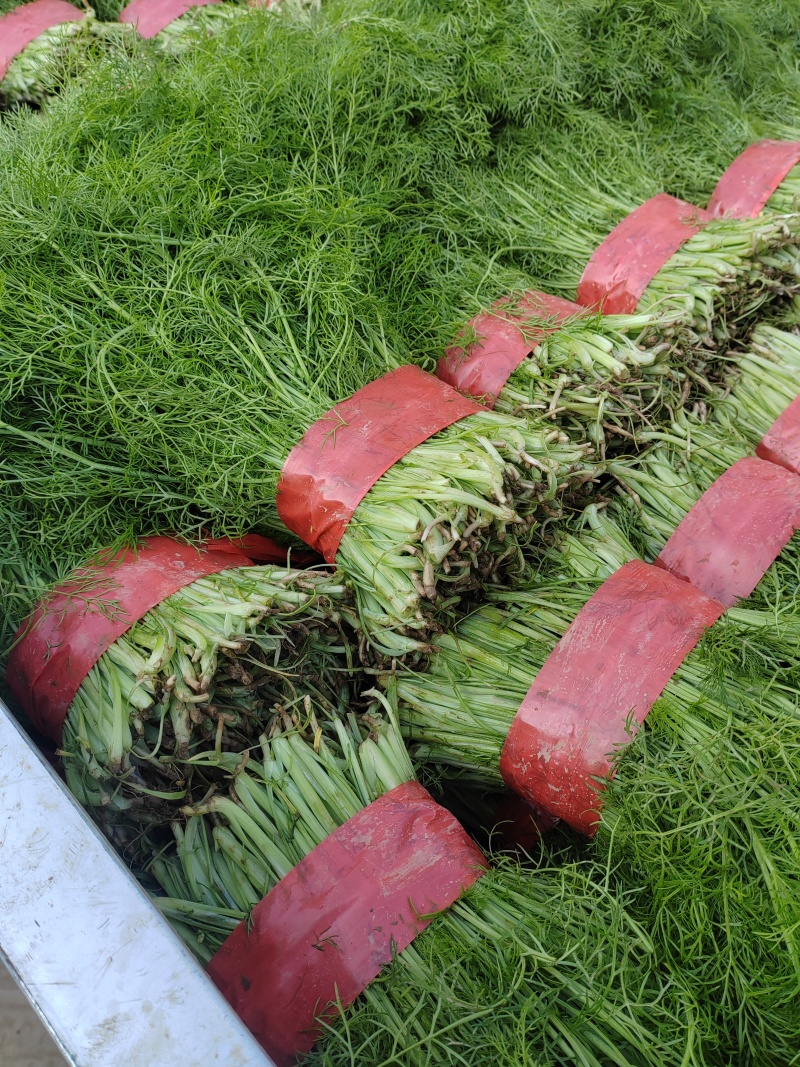 茴香苗有需要的可以联系我有市场货有电商货