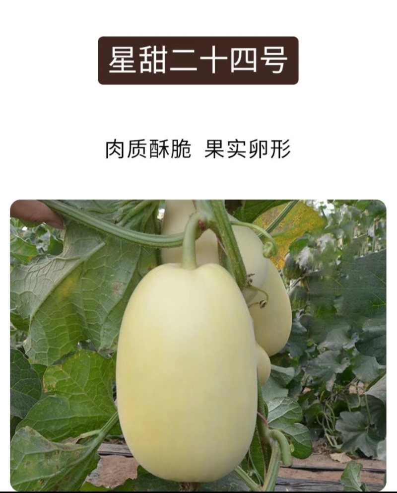 星甜二十星甜金冠星甜二十四甜瓜嫁接苗基地直发