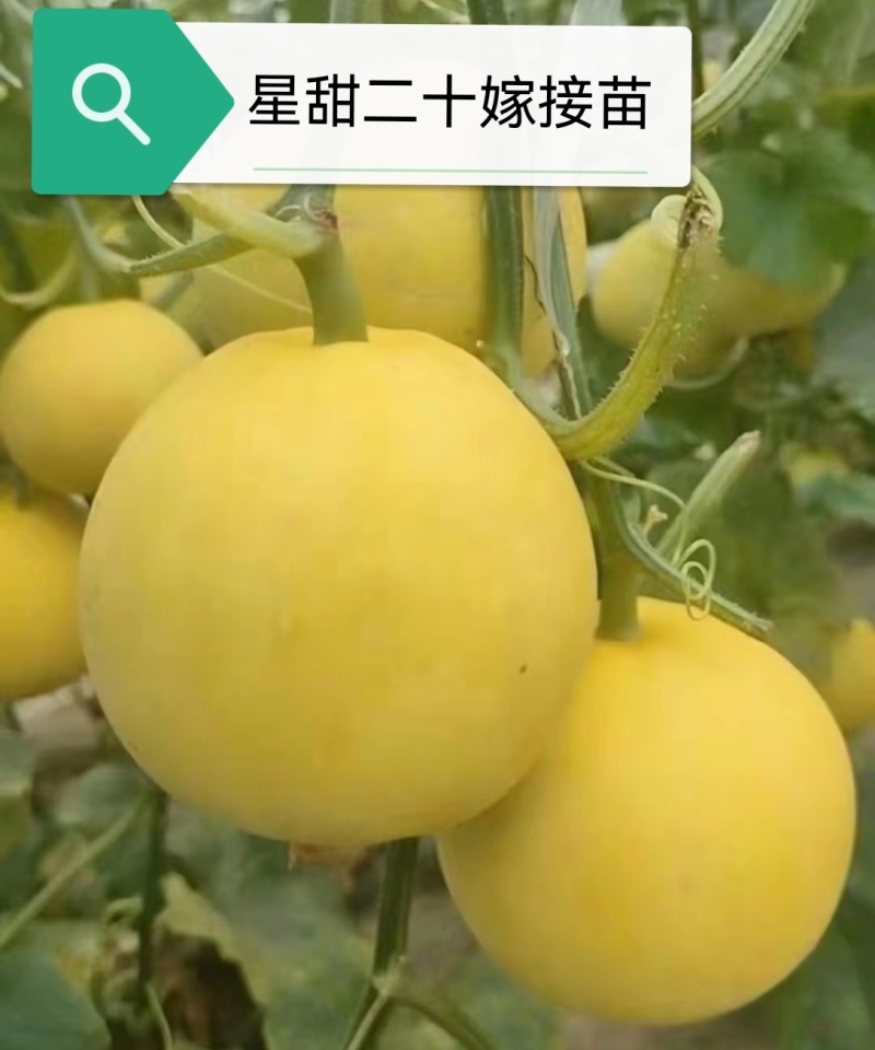 星甜二十星甜金冠星甜二十四甜瓜嫁接苗基地直发