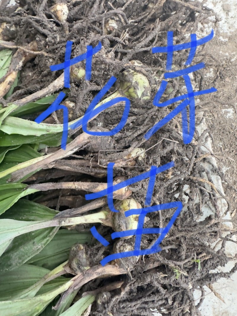 大苗，毛慈姑双叶紫花苗