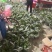 大苗，毛慈姑双叶紫花苗
