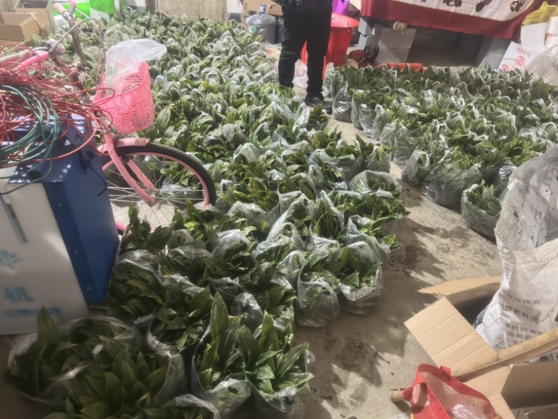 大苗，毛慈姑双叶紫花苗