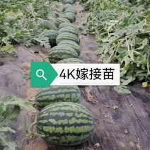4k西瓜嫁接苗，基地直发，糖度高产量高