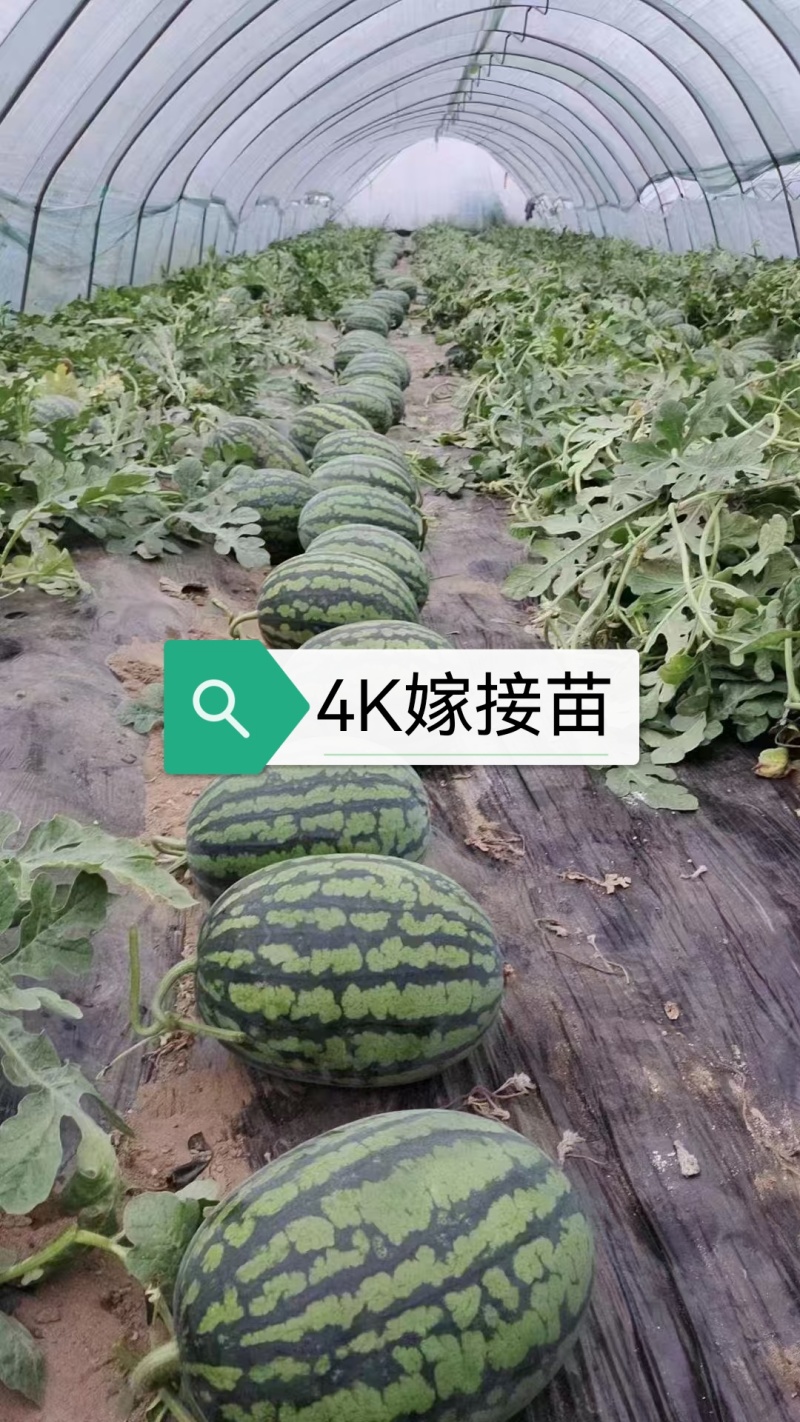 4k西瓜嫁接苗，基地直发，糖度高产量高