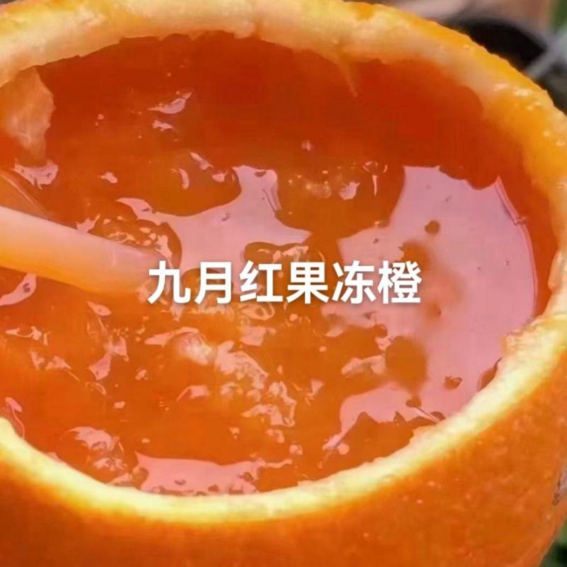 九月红果冻橙：甜蜜多汁/无核无渣/挂树鲜果果园直供