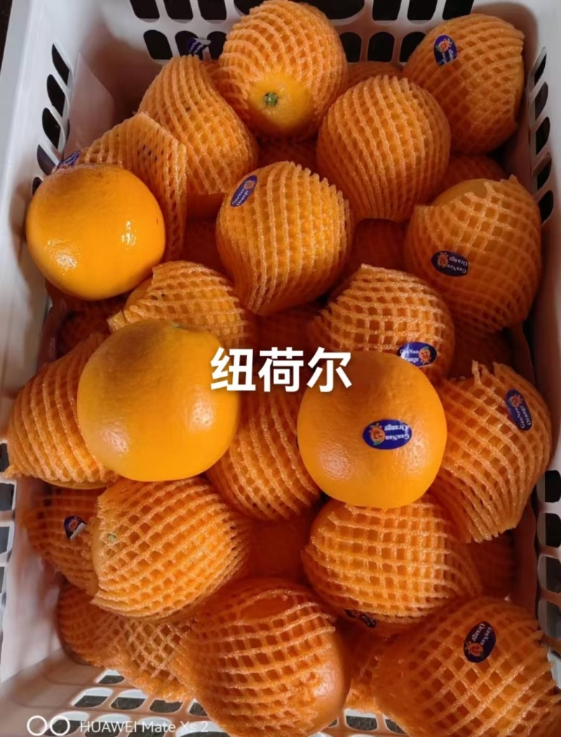九月红果冻橙：甜蜜多汁/无核无渣/挂树鲜果果园直供