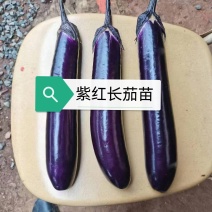 紫红长茄嫁接苗烧烤茄子苗，基地直发
