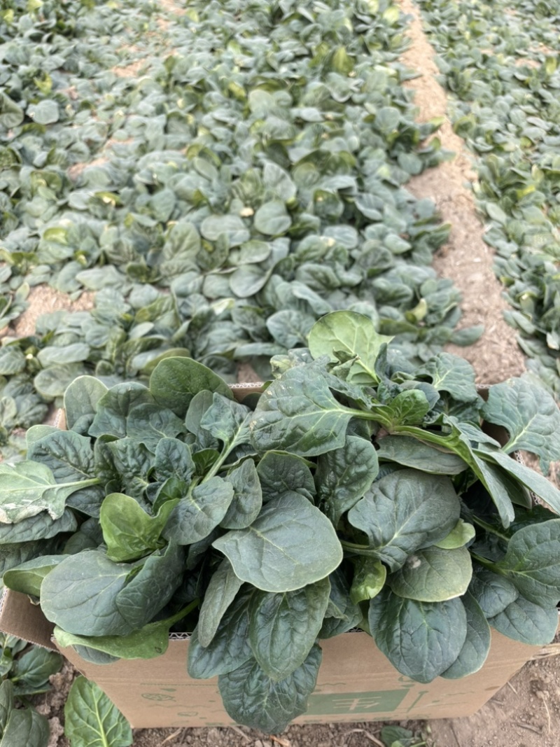 矮秆趴地菠菜，大快地，基地直销，欢迎来电