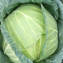 包菜圆包菜热卖中江苏盐城种植基地直发量大价优品质保障
