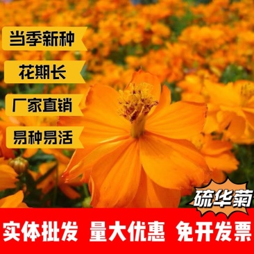 硫华菊厂家货源批发价格全国发货价格便宜欢迎下单咨询