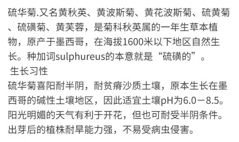 硫华菊厂家货源批发价格全国发货价格便宜欢迎下单咨询