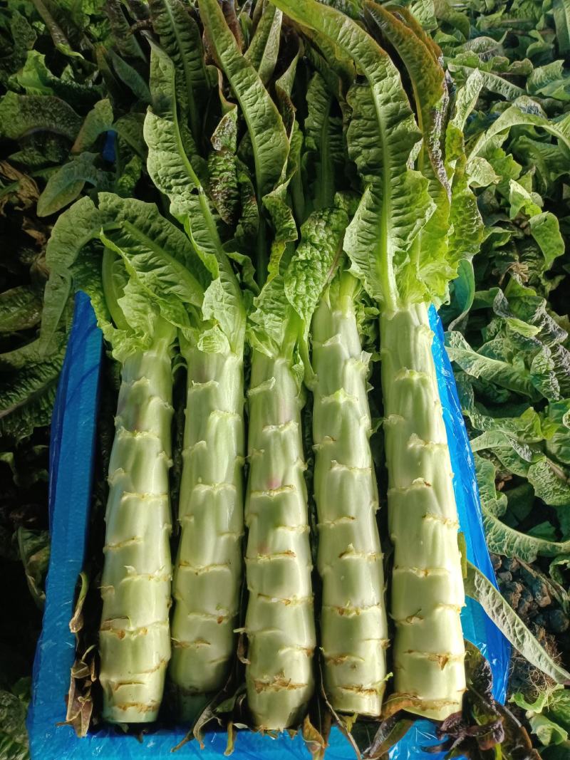 山东沂南精品红尖叶莴笋现大量上市了，保质保量，价格低。