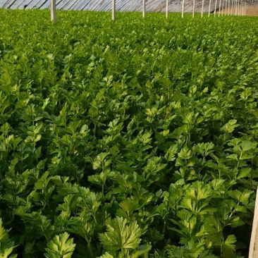 现有大量西芹上市，捆绑3/4左右，高60公分左右