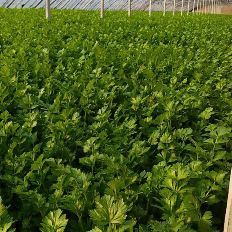 现有大量西芹上市，捆绑3/4左右，高60公分左右